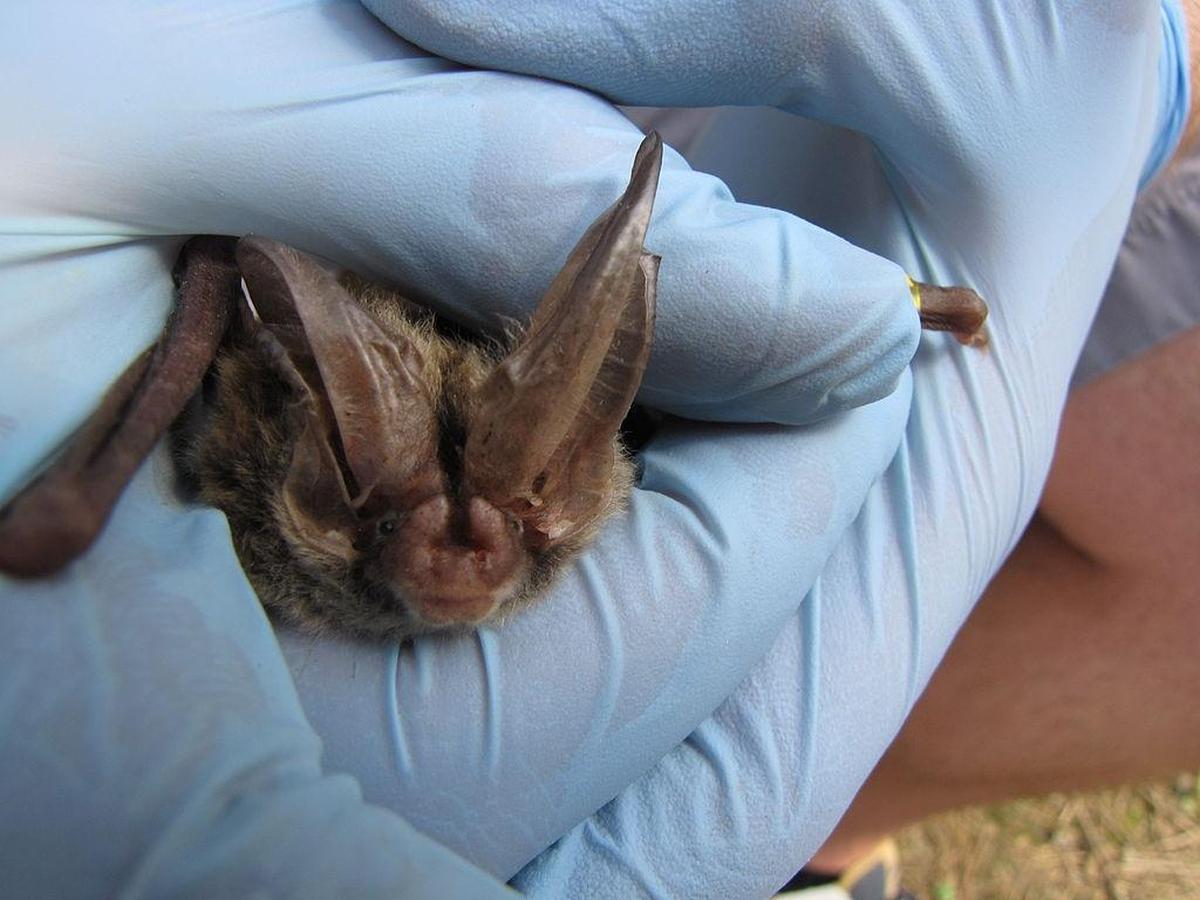 A Rafinesque’s big-eared bat captured and banded in Mississippi.