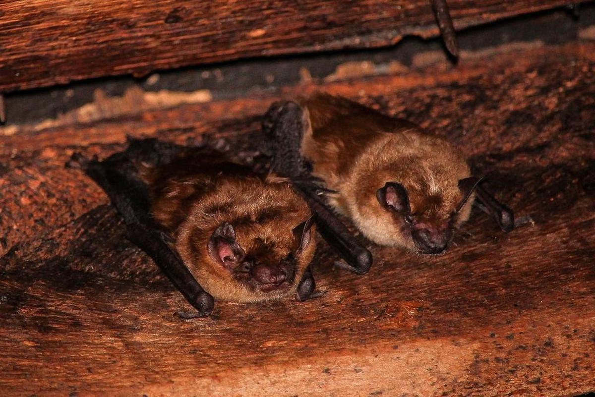 Big brown bats (Eptesicus fuscus) roost in a Minnesota barn