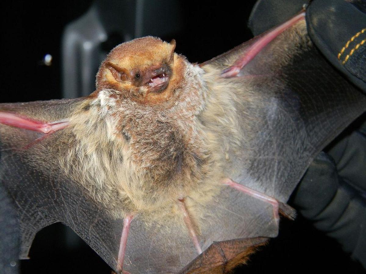A Seminole bat caught by ecologist Gary Libby for a bat survey conducted by the U.S. Forest Service, Florida Bat Working Group, Florida Fish and Wildlife Conservation Commission and the University of Florida.