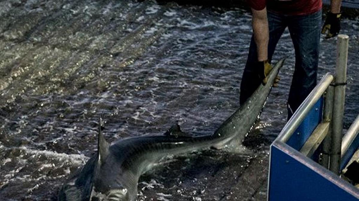 Weimar the shark was tagged March 3 off the coast of Hilton Head.