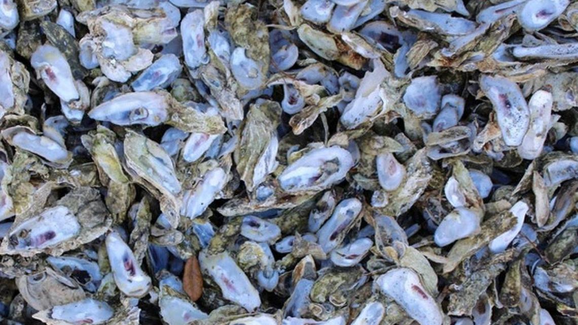 Once oyster season begins, S.C. Department of Natural Resources asks harvesters to help rebuild South Carolina's oyster reefs by recycling your oyster shells.