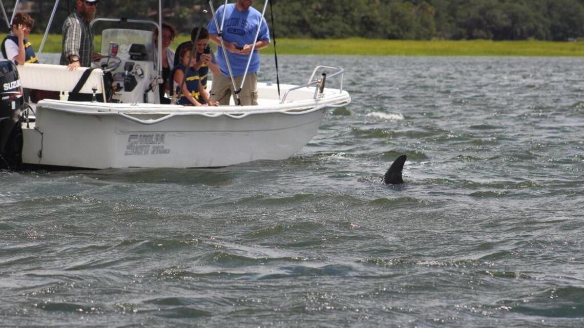 South Carolina wildlife officials to boaters: Watch out for dolphins, whales, turtles