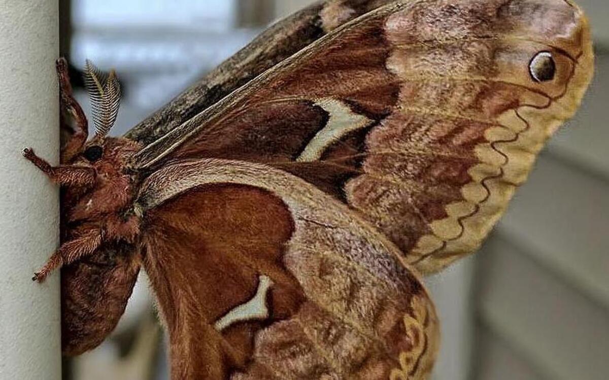 With a wingspan of six inches or more, the cecropia moth is the largest moth native to North America.