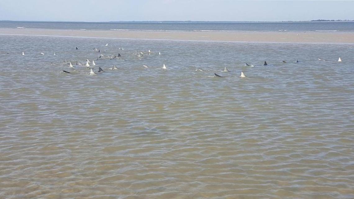 Biology professor: Animals in Hilton Head photo are sharks