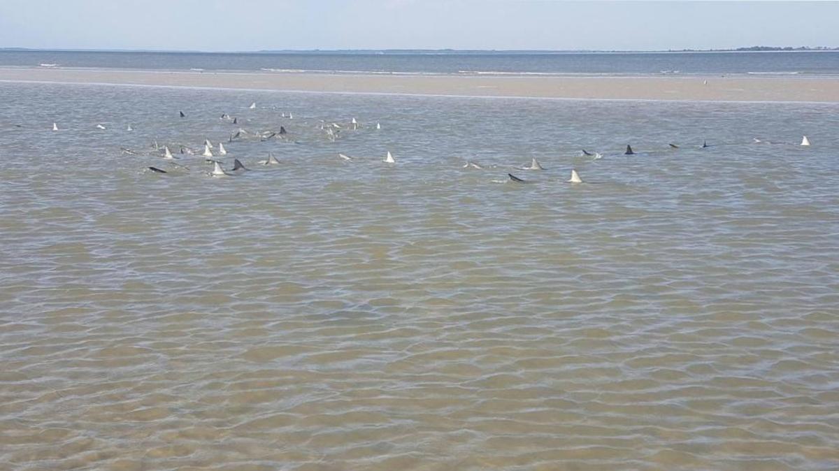 Wendy Porterfield sent in this photo taken last week from near Port Royal Plantation and Resort.