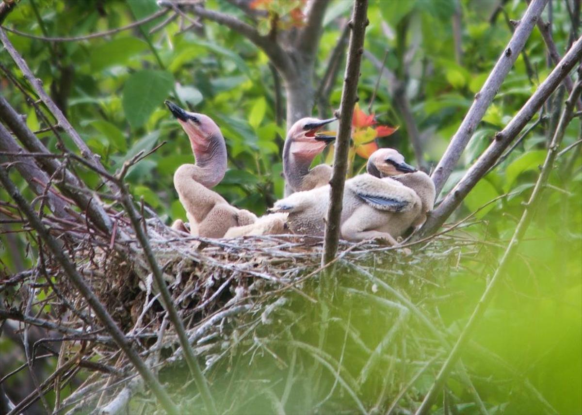 Another look at a group of anhinga hatchlings. Their tan plumage is quite different from the black feathers that cover most of an adult bird’s body.