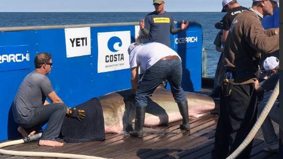 Meet Hilton, the first catch of OCEARCH’s Expedition Lowcountry great white quest