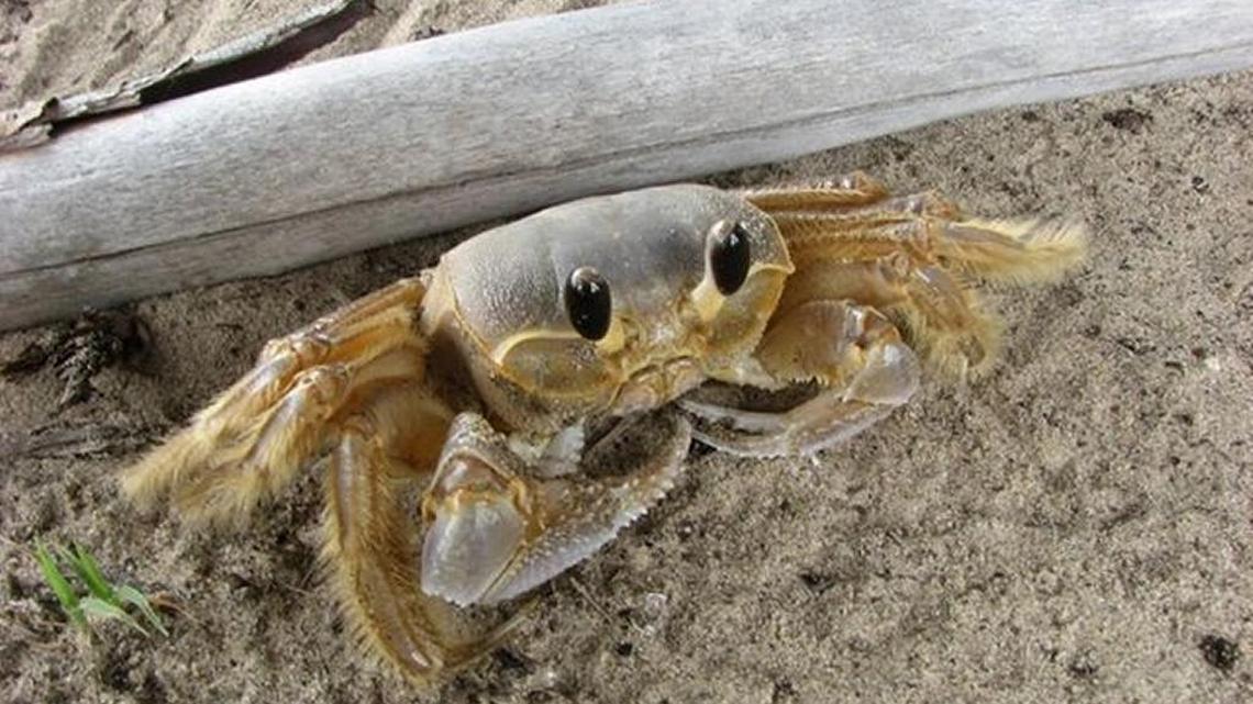 A ghost crab.