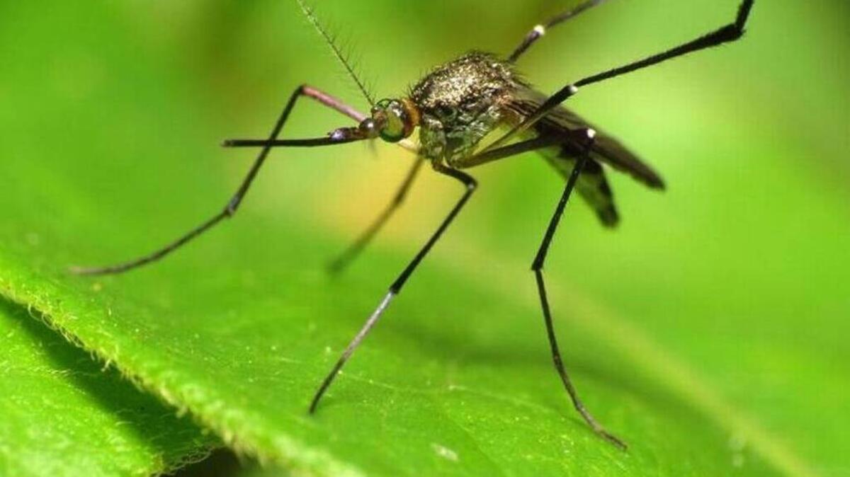 Two human cases of West Nile have been confirmed in Beaufort County so far in 2017.