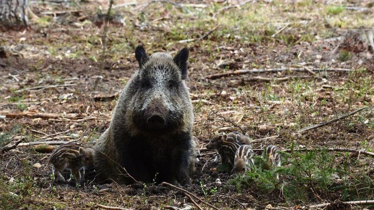Stock photo of a hog
