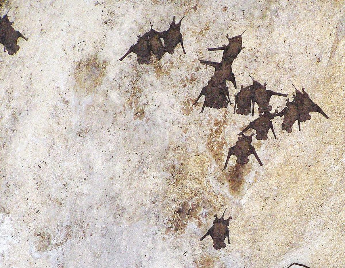 Free-tailed bats roosting at a cave in the Bahamas.
