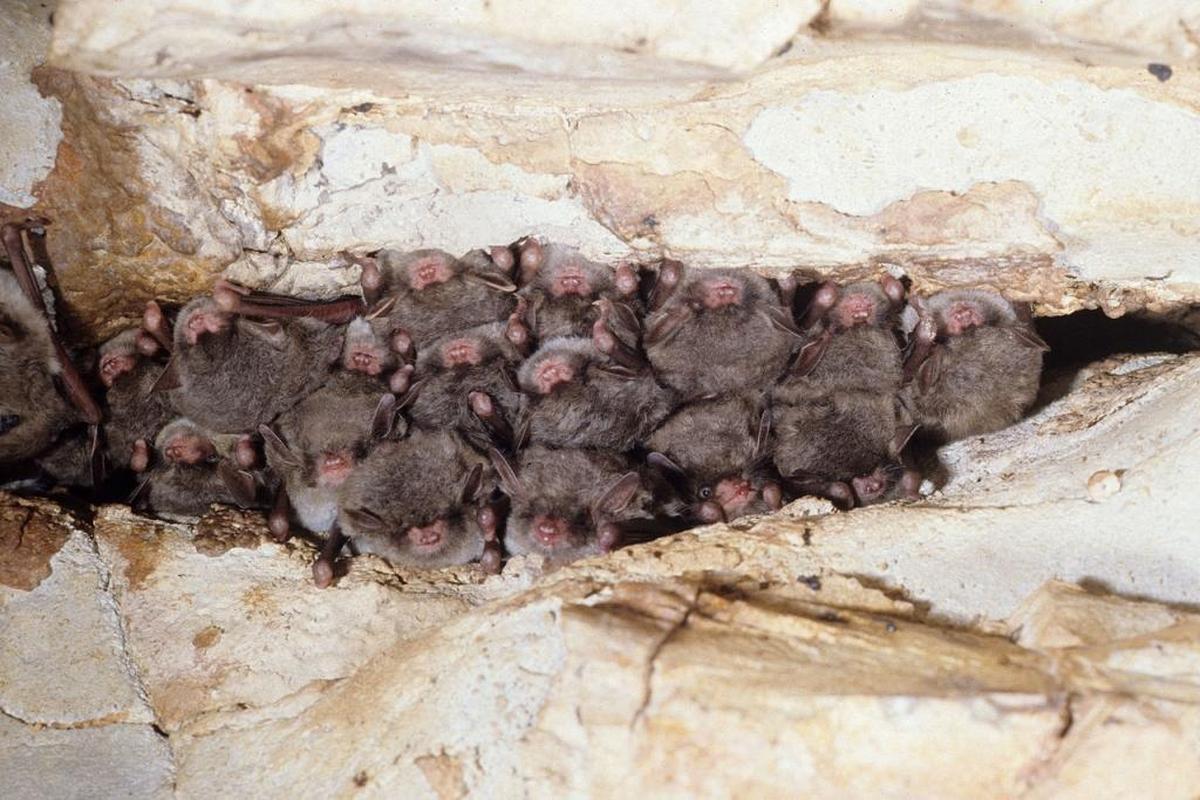 Southeastern myotis (Myotis austroriparius) hibernating.