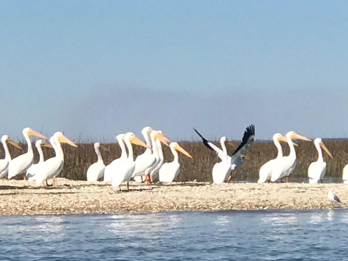 A group of American white pelicans were spotted resting on Pinckney Island Wednesday afternoon.