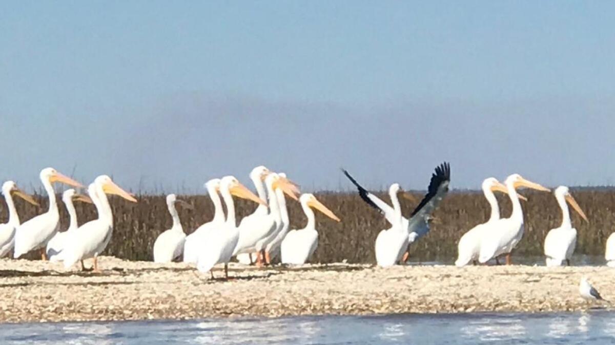 A group of American white pelicans were spotted resting on Pinckney Island recently.