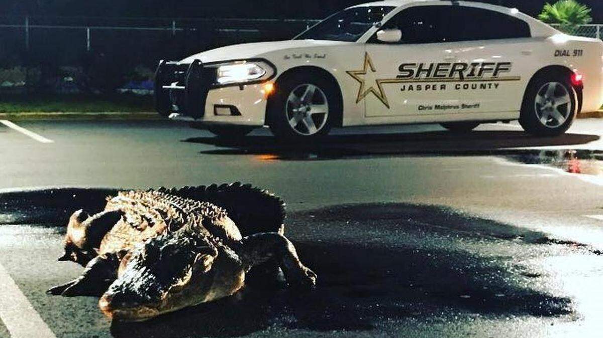 An alligator was found in a motel parking lot in Yemassee on Tuesday, May 15, 2018.