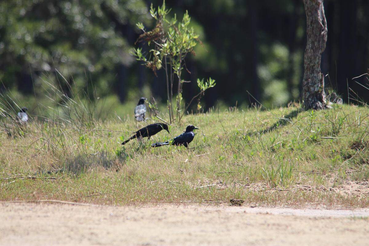 Common Grackles.