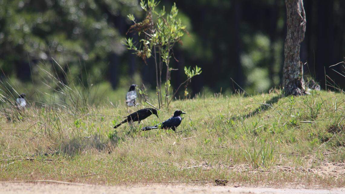Why do flocks of black birds suddenly take over your yard? We asked an expert.