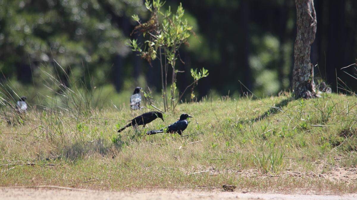 Why do flocks of black birds suddenly take over your yard? We asked an expert.