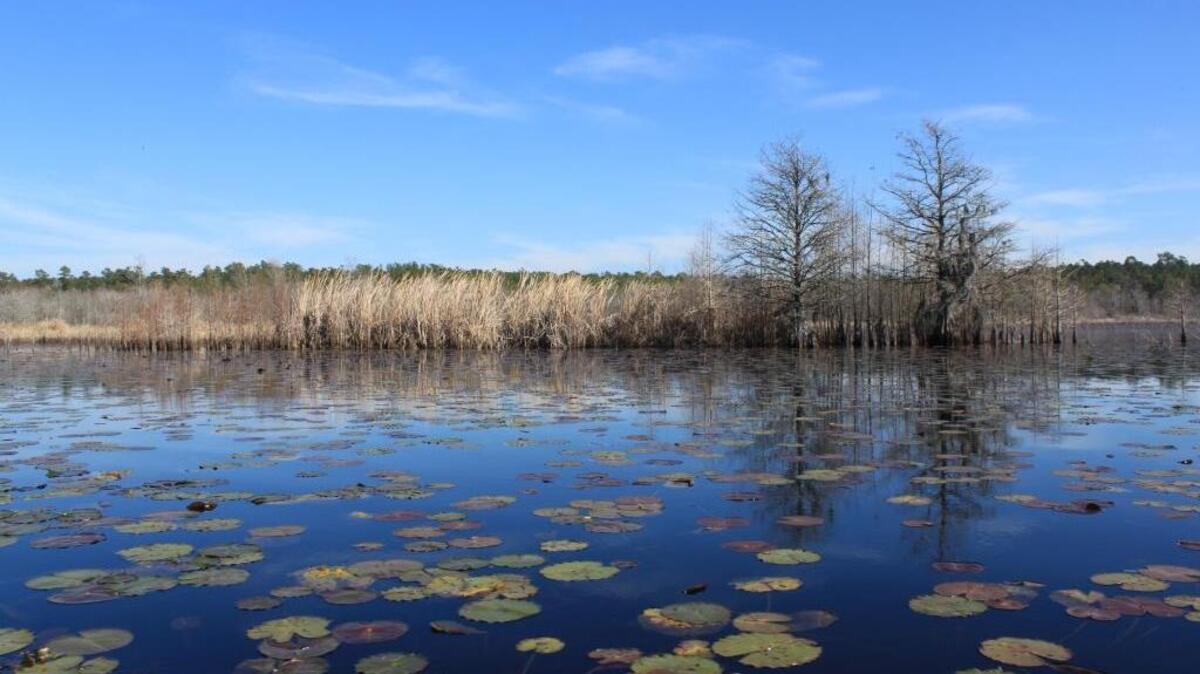 Lake Marion is a wide, shallow lake created in the early 1940’s and provides open water and quiet coves that shelter waterfowl and other wildlife including the American alligator.