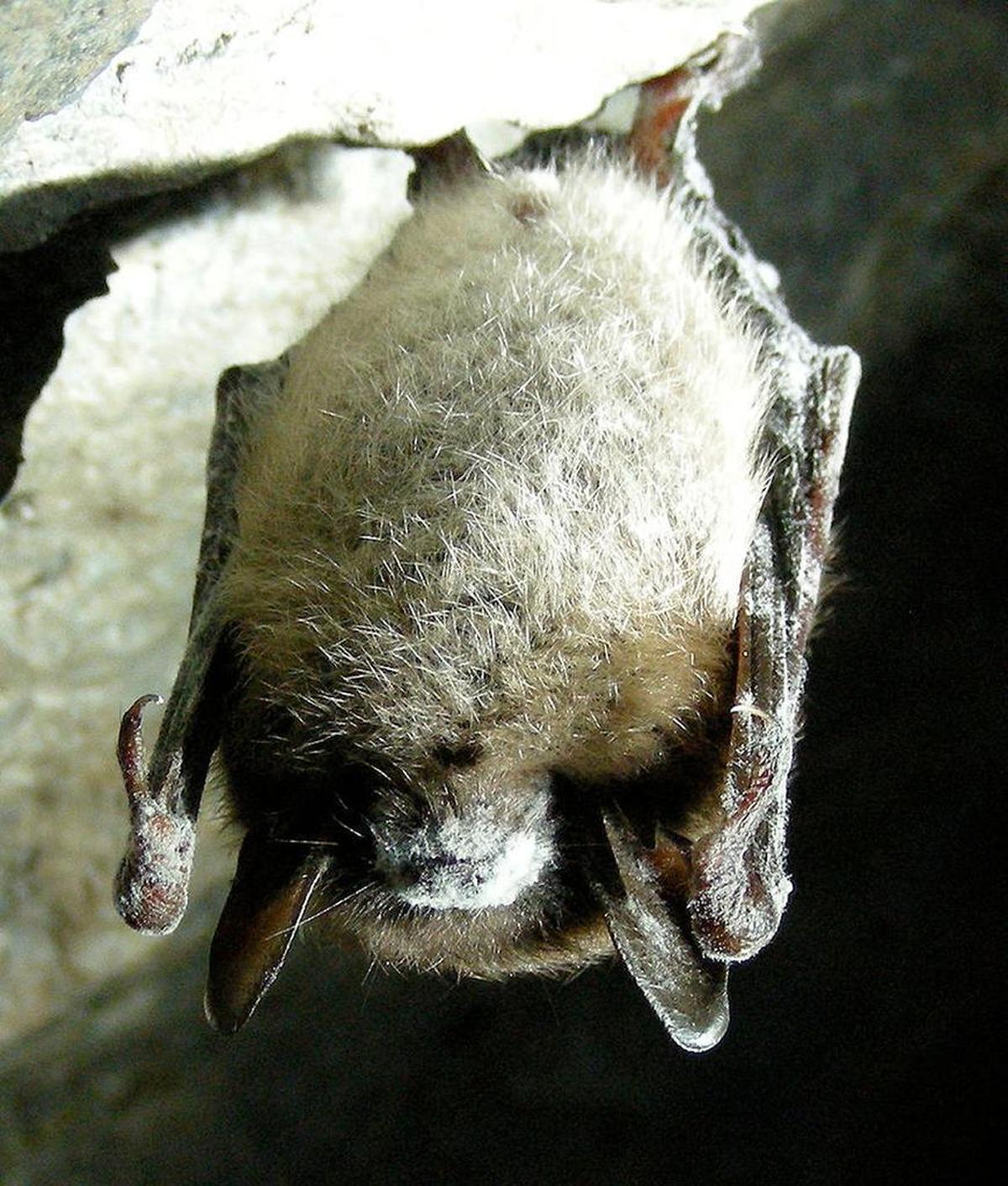 Little brown bat with white nose syndrome.