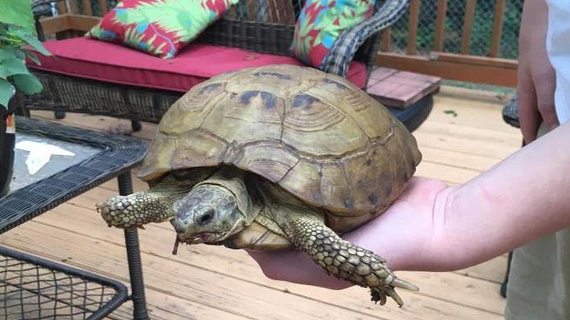 Shannon Salazar’s son found a female Russian Tortoise in their Lady’s Island back yard on Friday, and the pair have been trying to get her home with no success.