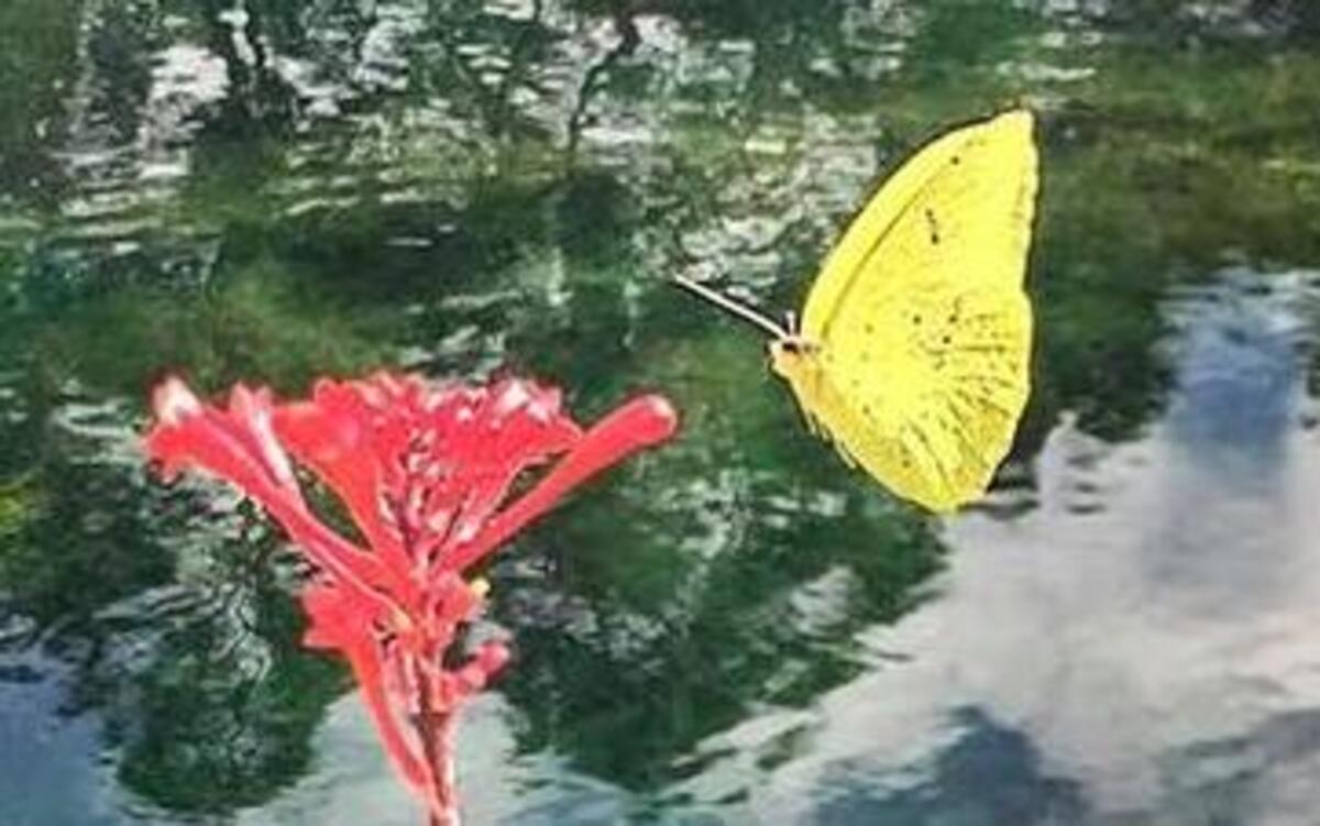 A Cloudless Sulphur forages for nectar.