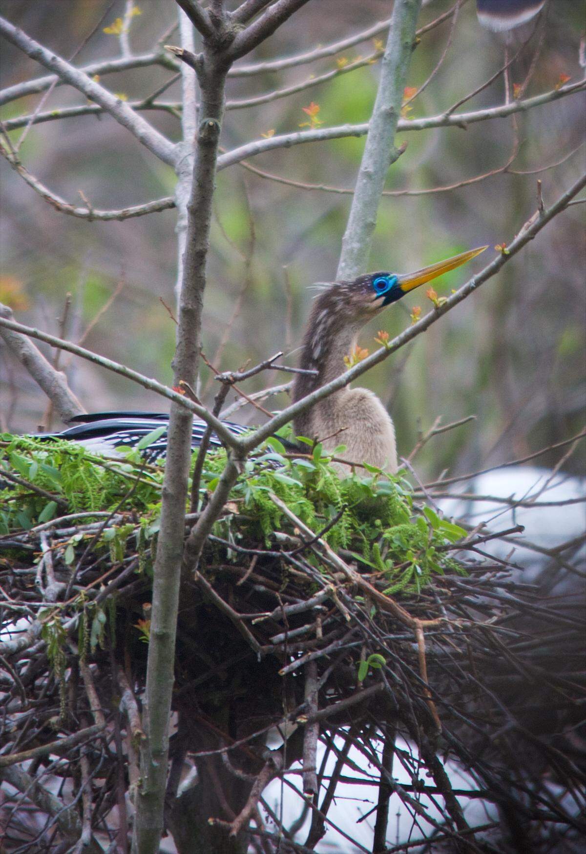 Anhinga plumage is typically pretty bland, but during the breeding season, their lores turn brilliant colors.