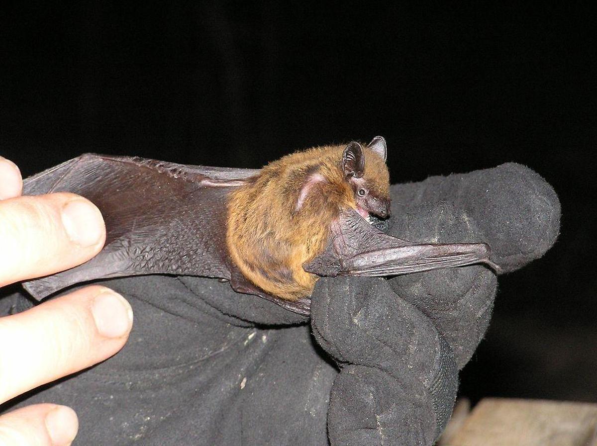 Evening bat.