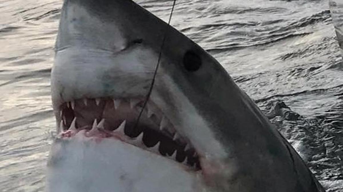 Outcast Sport Fishing crews caught this great white shark the afternoon of Dec. 13, 2016.