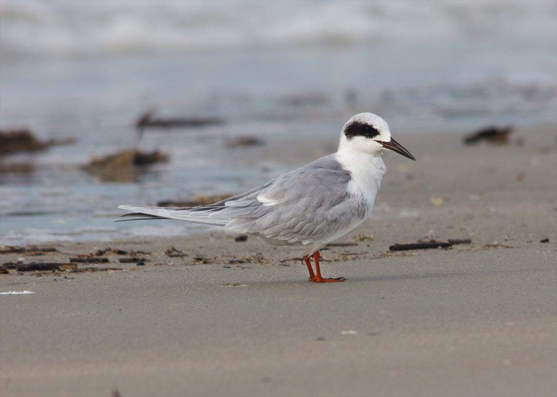 Forster’s terns winter along the east coast. In winter plumage, the black comma-shaped marking around their eyes make them easy to distinguish from other species.