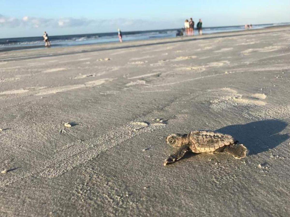 Brad Rocco took this photo of a sea turtle hatchling making its way to the ocean on Hilton Head Island.
