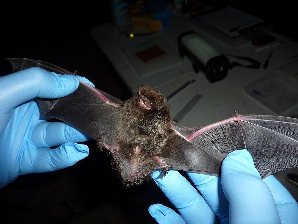 Male silver-haired bat captured in the Ozark National Scenic Riverways in 2010.