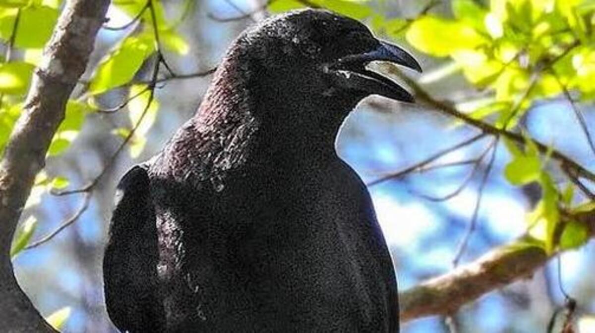 Crows mimic the sounds of other animals, including humans, and different populations may exhibit regional “dialects.”
