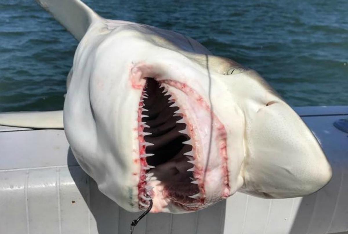A blacktip shark landed off Hilton Head Island by Capt. Chip Michalove.