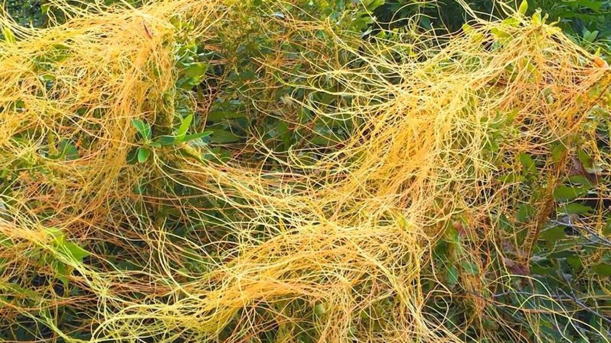 Dodder seeds can remain viable for more than 20 years.