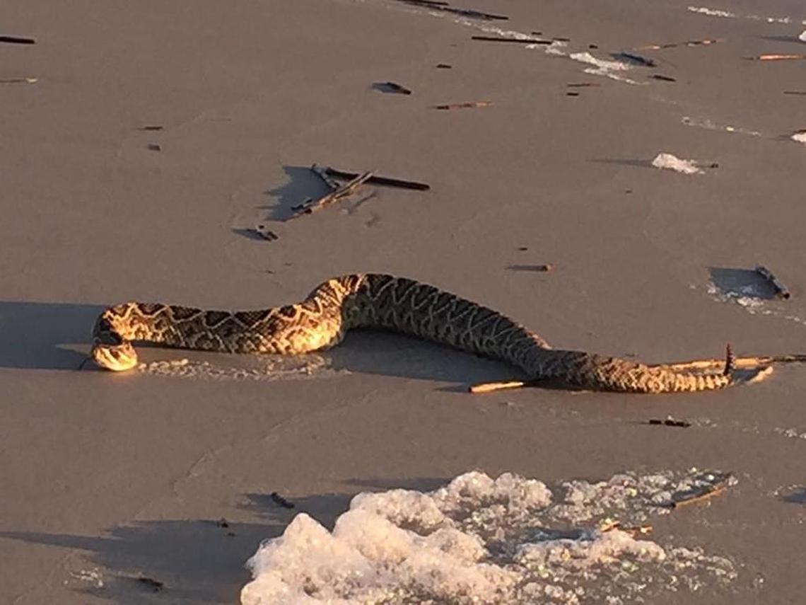 Eastern diamondback rattlesnake slithering on Hilton Head Island beach Aug. 1.