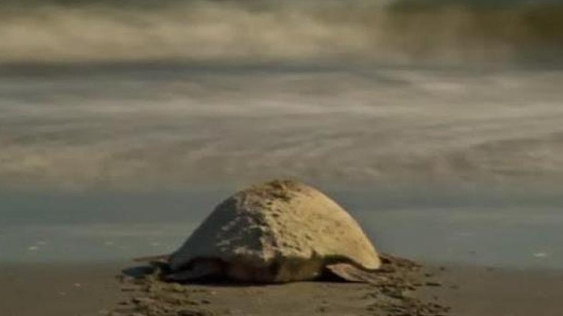 A loggerhead turtle heads back to sea on Hunting Island.