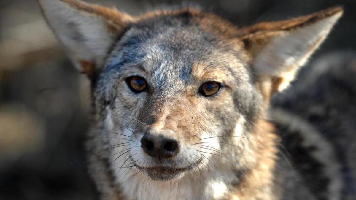 Keep dogs on leashes when walking them; coyotes are much less likely to approach if a person is nearby.