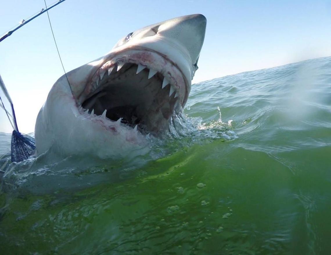 Meet Hunter the great white -- Michalove’s most recent catch -- who was named after a Bluffton teenager. Michalove tagged the shark with a satellite tag so you can follow him in real time on the Sharktivity app.