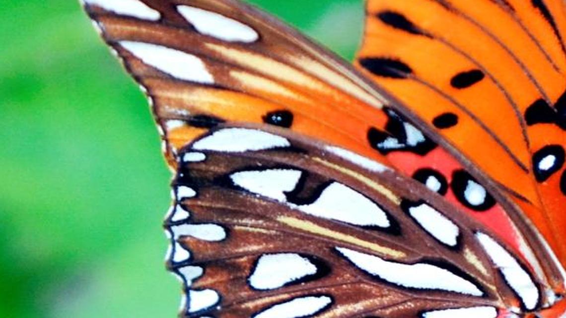 Butterflies have invaded the Lowcountry. Here’s how to help them survive.