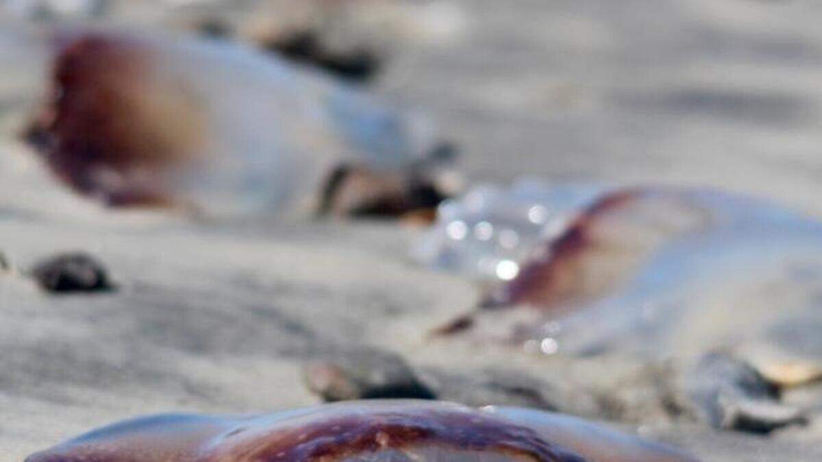 Jellyfish wash up on the beach near the beach where the mouth of the Hunting Island lagoon meets the Fripp Inlet.