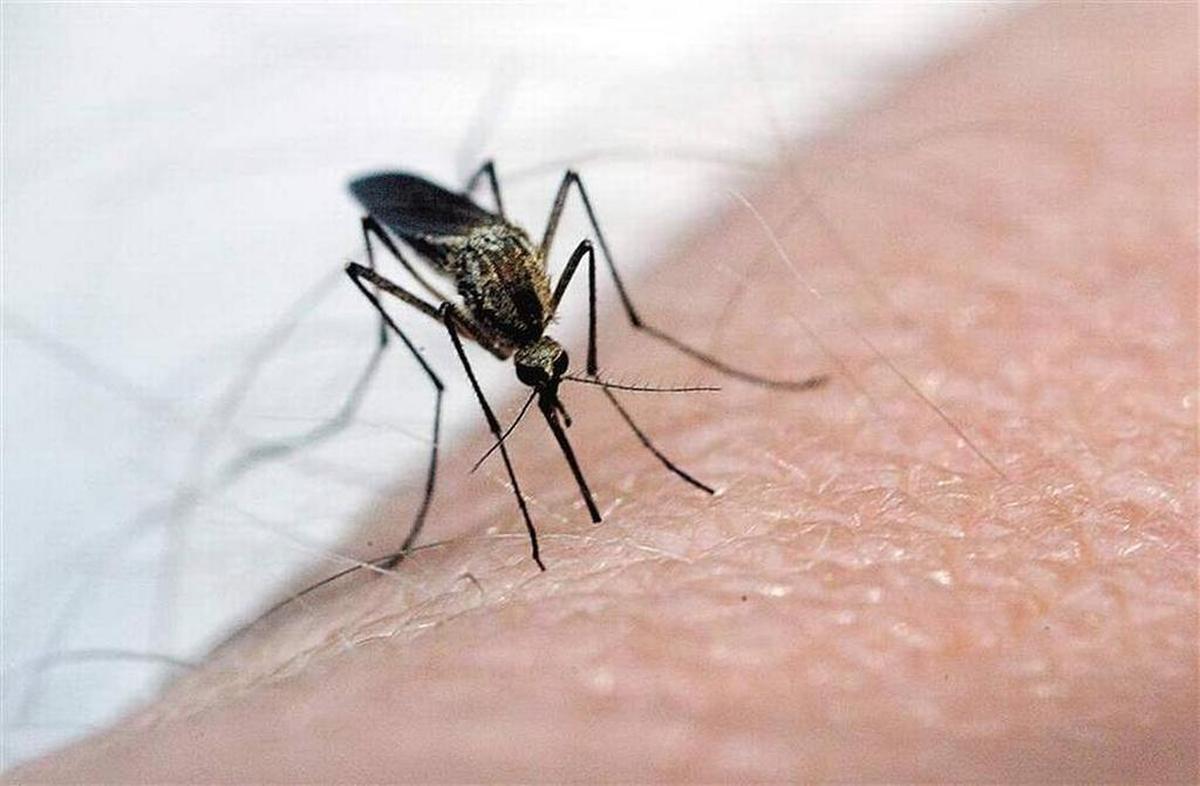 Beaufort County has 53 species of mosquitoes.