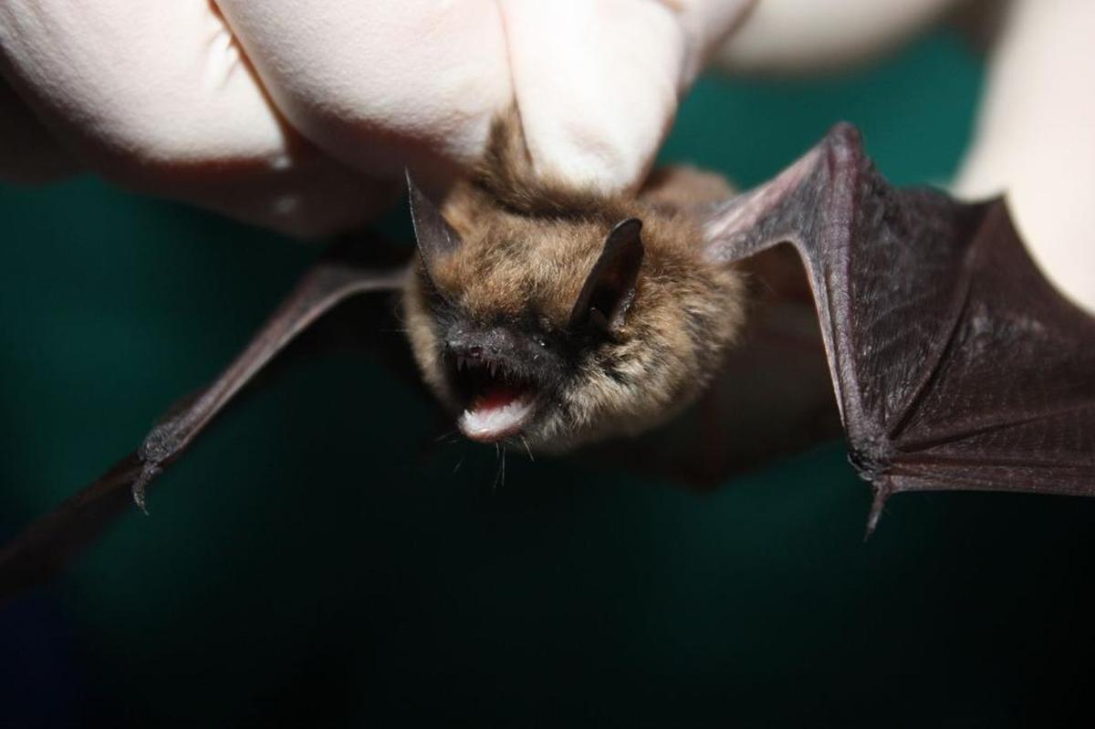 Eastern small-footed bat.