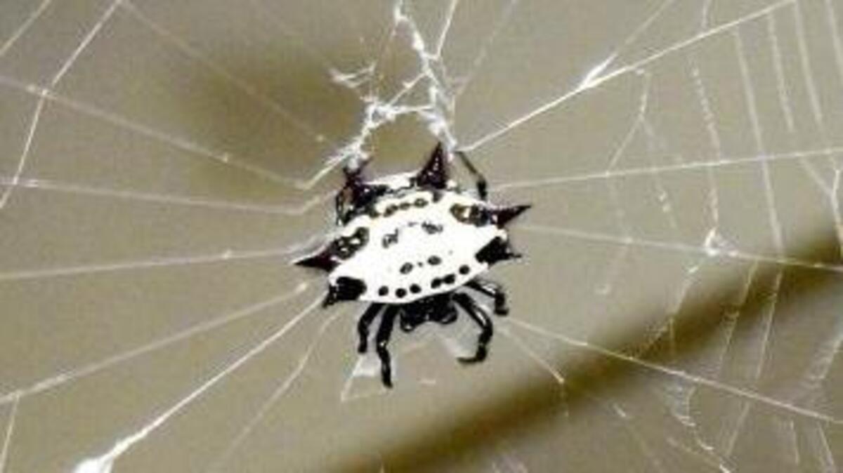 Spiny-backed orb-weavers are known for their crab-shaped bodies and spotted abdomens.