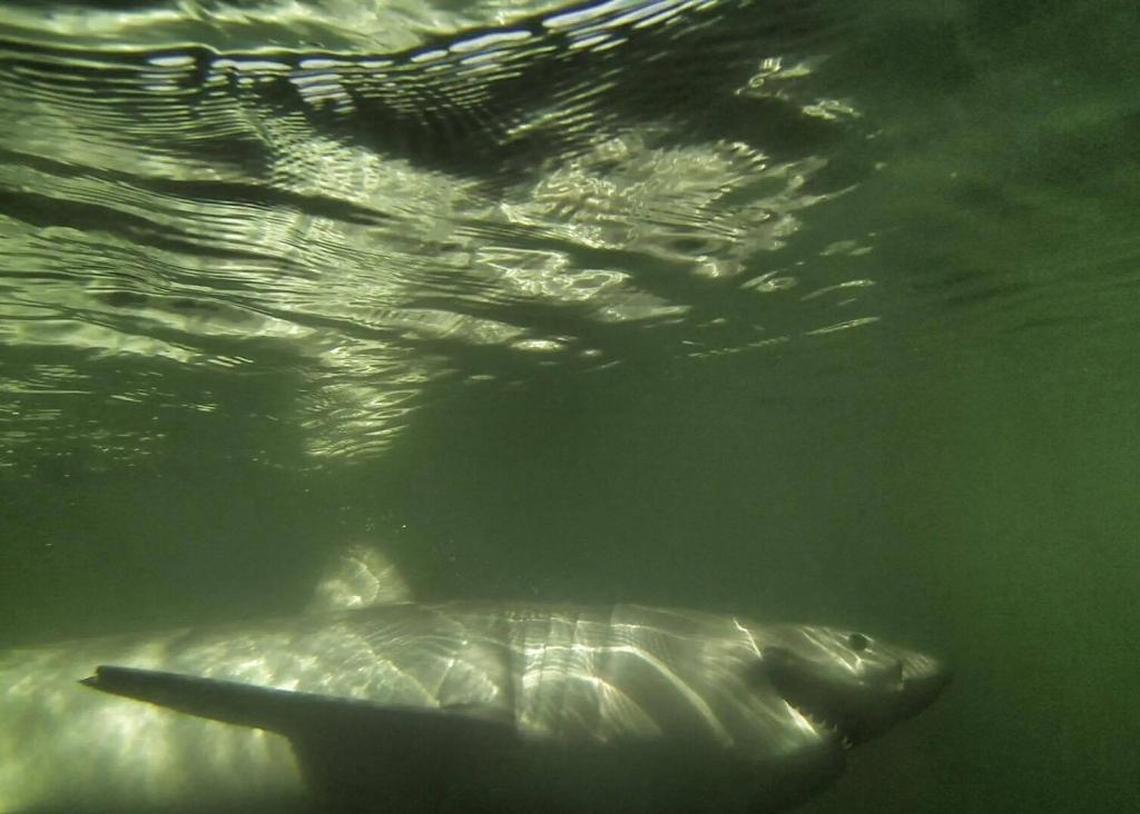 Chip Michalove’s first great white he caught and landed before releasing in March, 2014. It was a 7.5 foot female shark.