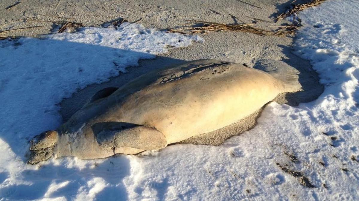 The manatee was discovered on a Hilton Head Island beach Thursday.