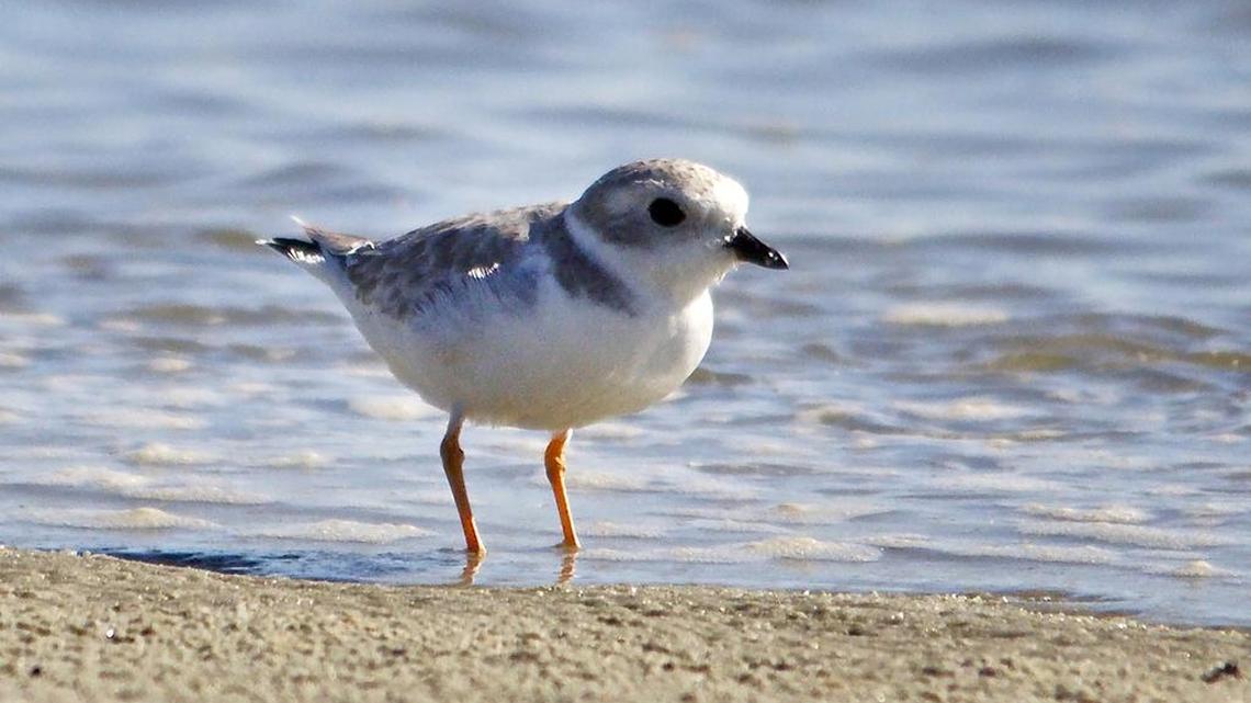 Listen to chorus fighting for the ecology: Say ‘No’ to Bay Point development | Opinion