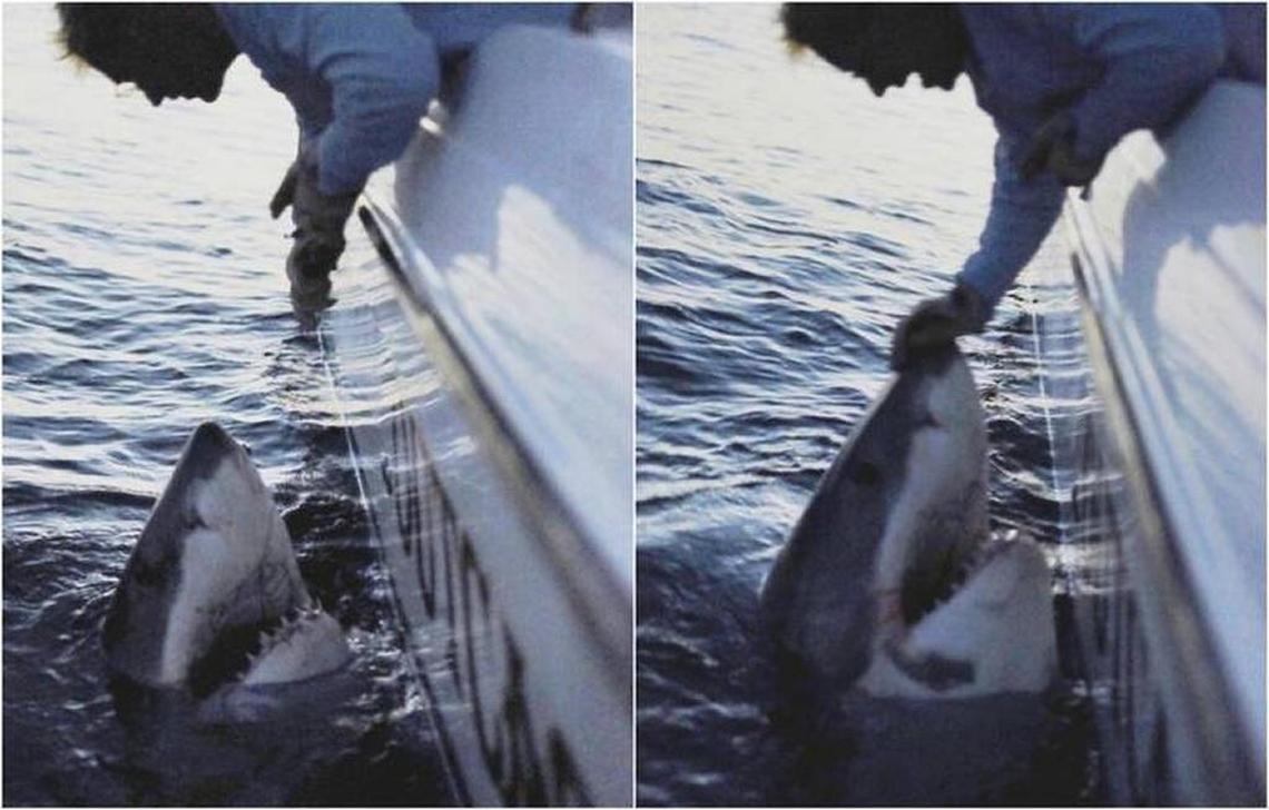 Michalove’s miracoulous encounter with a great white shark in March, 2016.