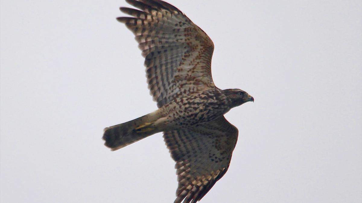 A red-shouldered hawk found in Wake County was one of the first four wild birds confirmed to have died of a highly infectious avian flu in North Carolina. Hawks like the one shown here are more likely to die from avian flu than the waterfowl that they prey on.