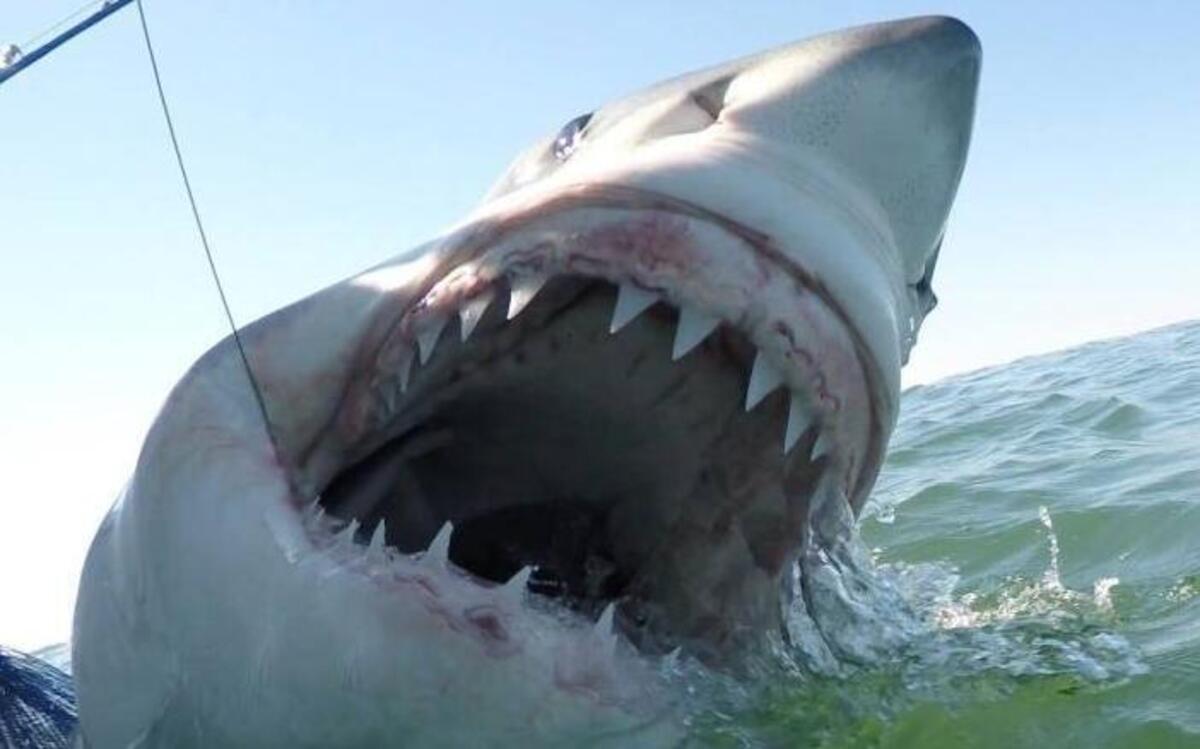 Hilton Head charter captain Chip Michalove hooked and tagged 11-foot great white shark named Hunter after a local teenager.